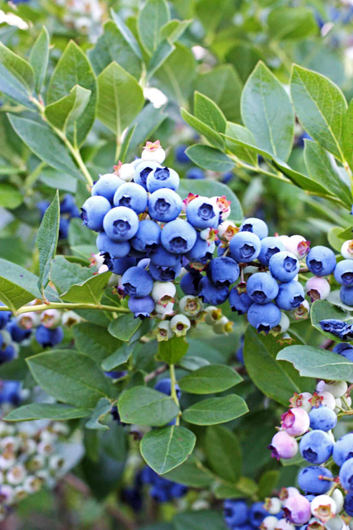 a bush covered in fresh blueberries