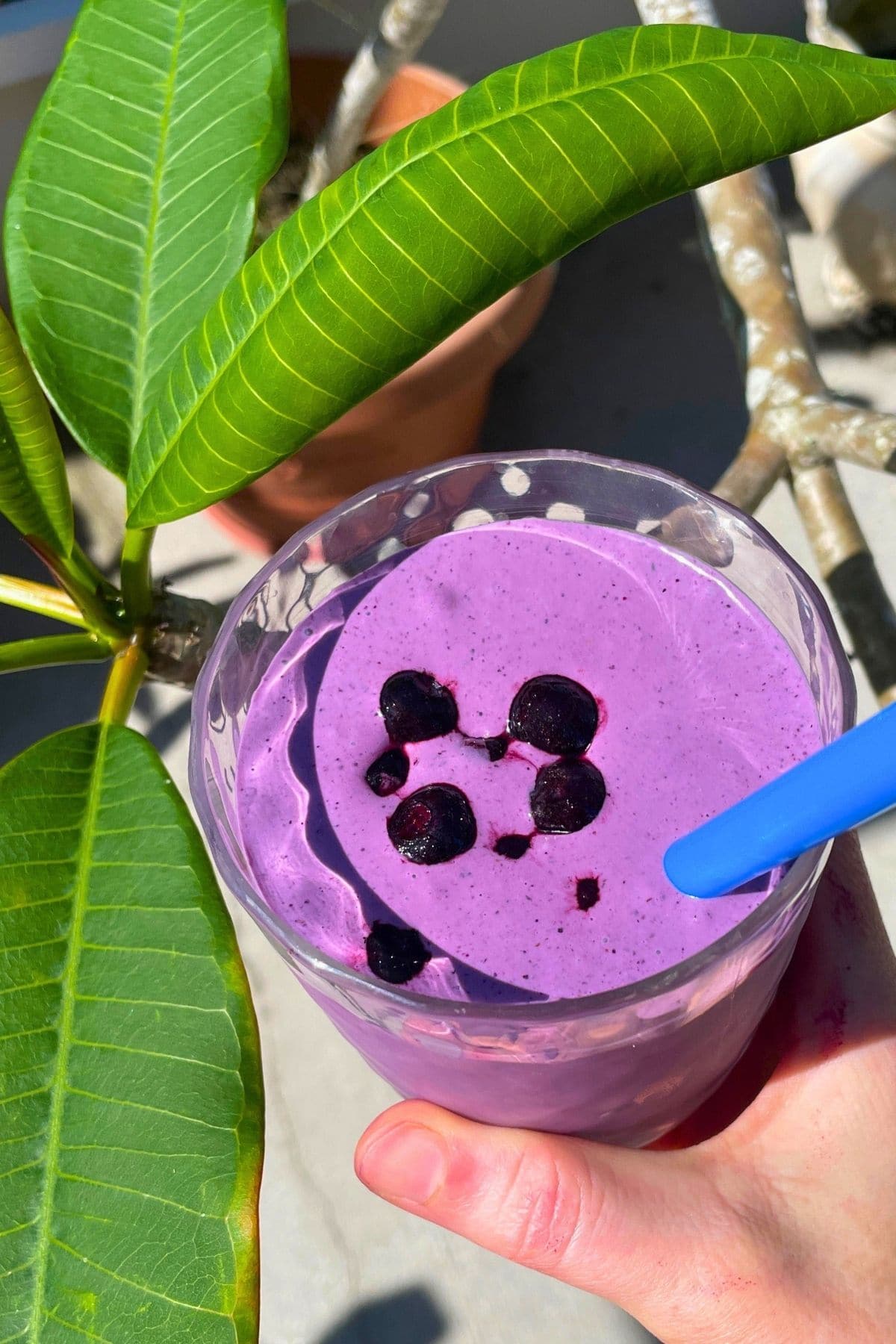A blueberry banana and peanut butter smoothie with blueberries on top and a blue straw being held next to some green plumeria leaves.